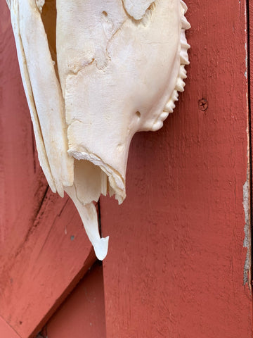 Real Kudu Skull African Antelope Horn + Skull (Horns are around 15 inches measured around the curls)