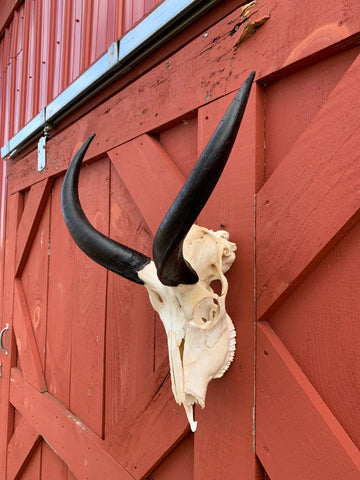 Real Kudu Skull African Antelope Horn + Skull (Horns are around 15 inches measured around the curls)