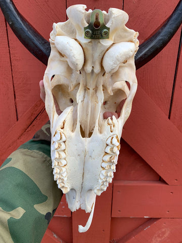 Real Kudu Skull African Antelope Horn + Skull (Horns are around 15 inches measured around the curls)