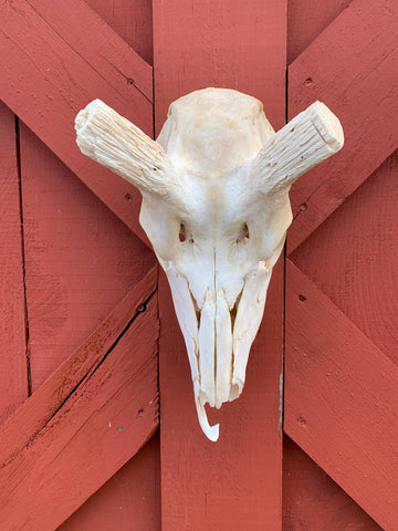 Real Kudu Skull African Antelope Horn + Skull (Horns are around 15 inches measured around the curls)