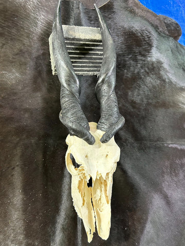 Giant Eland Skull - Real African Antelope Horns and skull- African Trophy Male Eland Cranium - Huge Horns