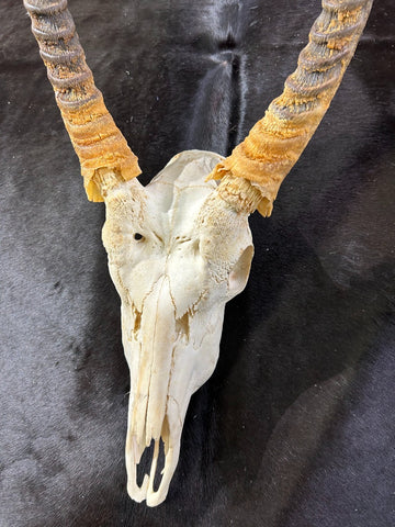 Real Waterbuck Skull African Antelope Horn + Skull (Horns are around 22 inches measured around the curve)