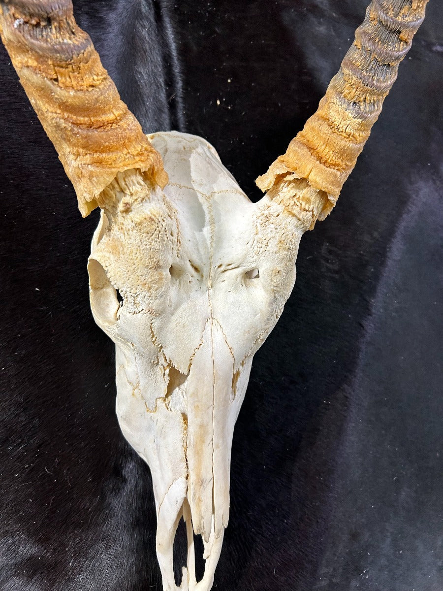 Real Waterbuck Skull African Antelope Horn + Skull (Horns are around 22 inches measured around the curve)