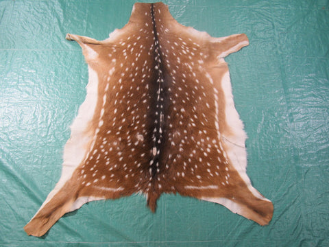 2nd Grade Axis Deer Skin (a few bald spots) Size: 42x42" Axis-686