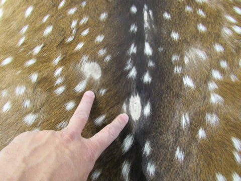 2nd Grade Axis Deer Skin (a few bald spots) Size: 42x42" Axis-686