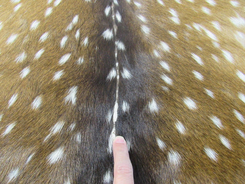 2nd Grade Axis Deer Skin (a few bald spots) Size: 42x42" Axis-686