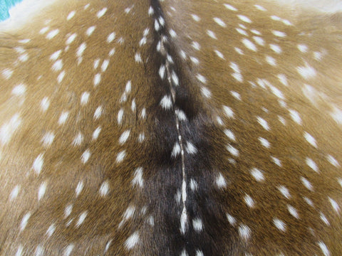 2nd Grade Axis Deer Skin (a few bald spots) Size: 42x42" Axis-686