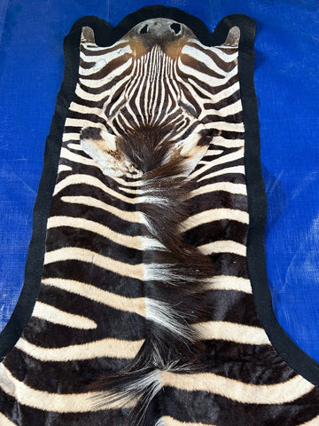 Felted Zebra Skin (Some natural scratches in the middle/29" tail) Size: 8x6 feet # 119