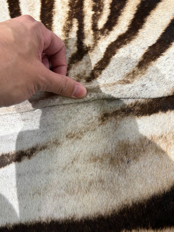 Felted Zebra Skin (Some natural scratches in the middle/29" tail) Size: 8x6 feet # 119