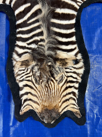 Felted Baby Zebra (11" tail) Size: 5.7x5.5 feet # 120