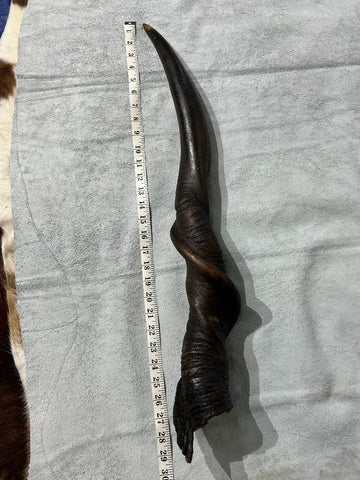 1 Natural Giant Eland Horn, antelope horn, deer horn, (Size - Giant one at 29" long measure straight and 39" around curls)