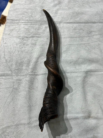 1 Natural Giant Eland Horn, antelope horn, deer horn, (Size - Giant one at 29" long measure straight and 39" around curls)