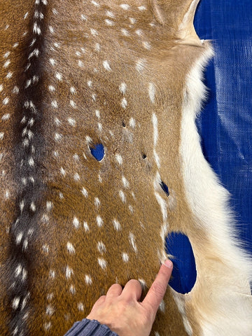 Second Grade Axis Deer Skin (5 holes) Size: 37x27" Axis-700