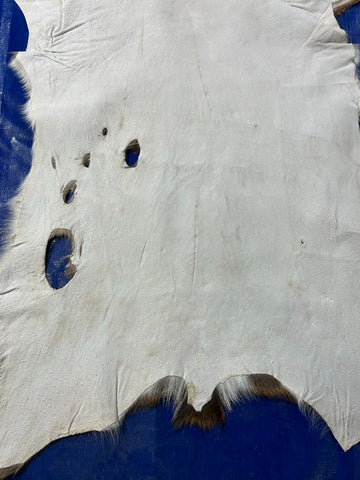 Second Grade Axis Deer Skin (5 holes) Size: 37x27" Axis-700