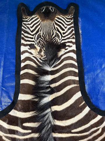 Nice quality! Felted Zebra Skin (27" tail) Size: 7x6 feet # 121