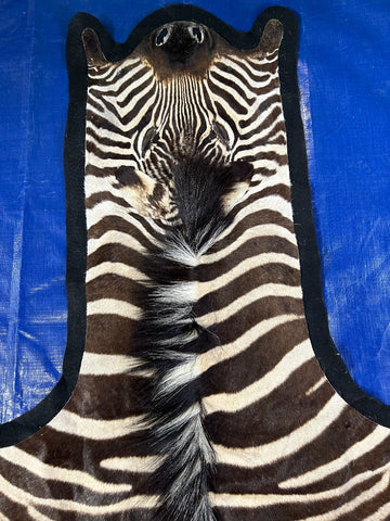 Nice quality! Felted Zebra Skin (27" tail) Size: 7x6 feet # 121