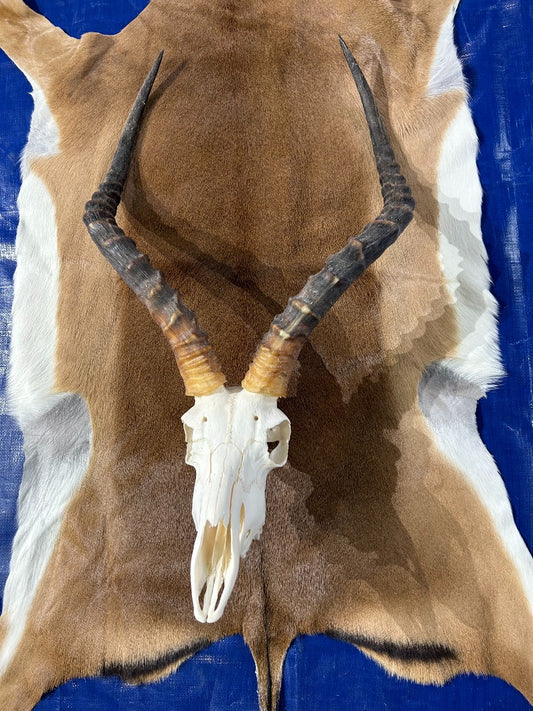 Big Animal Skull # 1- Real African Impala Antelope Horns - African Trophy Skull - BIG SIZE (Horns are 23.5" and 23"long)