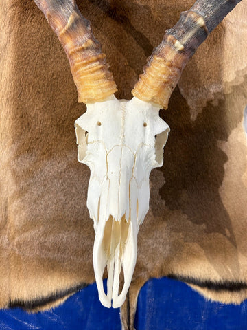 Big Animal Skull # 1- Real African Impala Antelope Horns - African Trophy Skull - BIG SIZE (Horns are 23.5" and 23"long)