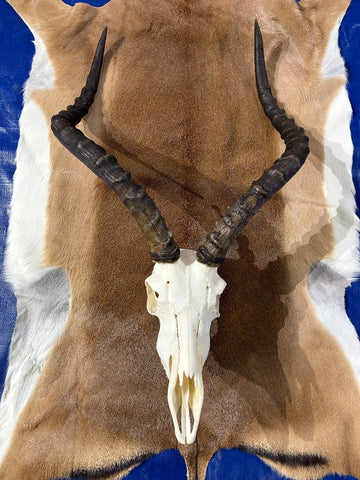 Big Animal Skull # 2- Real African Impala Antelope Horns - African Trophy Skull - BIG SIZE (Horns are 23.5" and 23"long)