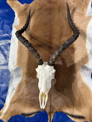 Big Animal Skull # 2- Real African Impala Antelope Horns - African Trophy Skull - BIG SIZE (Horns are 23.5" and 23"long)