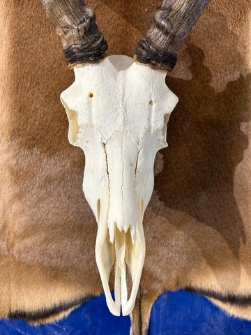 Big Animal Skull # 2- Real African Impala Antelope Horns - African Trophy Skull - BIG SIZE (Horns are 23.5" and 23"long)