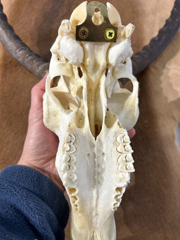 Big Animal Skull # 2- Real African Impala Antelope Horns - African Trophy Skull - BIG SIZE (Horns are 23.5" and 23"long)