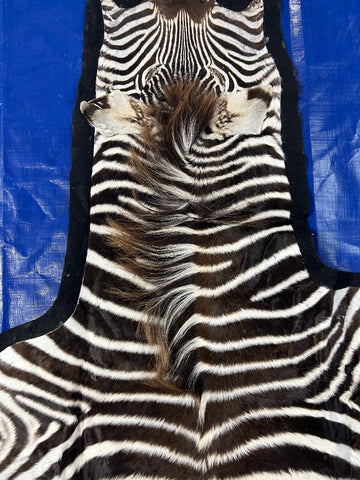 Juvenile Felted Baby Zebra (Tail is 20"/ fuzzy hair) Size: 5 3/4 x 5 1/2' #122