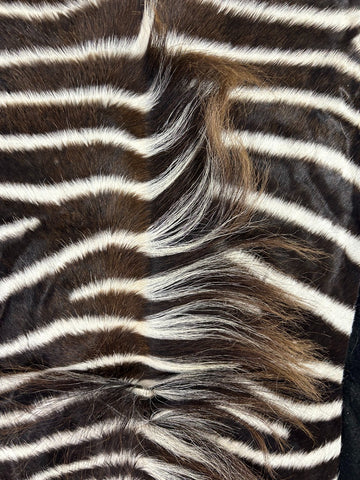 Juvenile Felted Baby Zebra (Tail is 20"/ fuzzy hair) Size: 5 3/4 x 5 1/2' #122