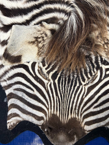 Juvenile Felted Baby Zebra (Tail is 20"/ fuzzy hair) Size: 5 3/4 x 5 1/2' #122