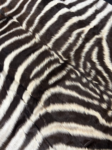 Juvenile Felted Baby Zebra (Tail is 20"/ fuzzy hair) Size: 5 3/4 x 5 1/2' #122