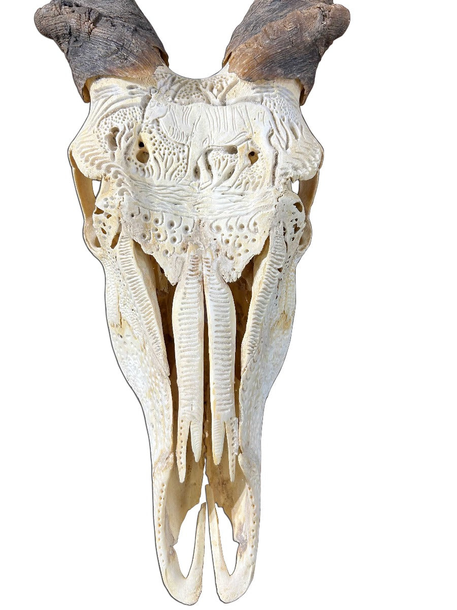 Giant Carved Eland Skull - Real African Antelope Horns and skull- African Trophy Male Eland Cranium - Huge Horns