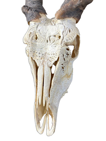 Giant Carved Eland Skull - Real African Antelope Horns and skull- African Trophy Male Eland Cranium - Huge Horns