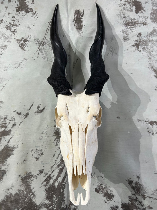 Giant Eland Skull - Real African Antelope Horns and skull- African Trophy Male Eland Cranium - Huge Horns