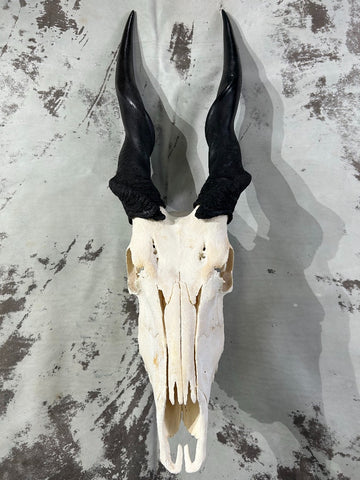 Giant Eland Skull - Real African Antelope Horns and skull- African Trophy Male Eland Cranium - Huge Horns