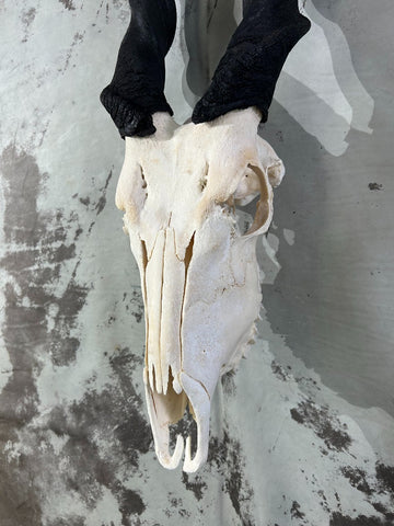 Giant Eland Skull - Real African Antelope Horns and skull- African Trophy Male Eland Cranium - Huge Horns