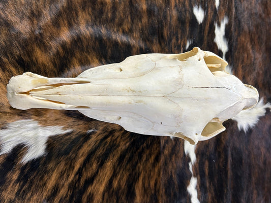 Donkey Skull - Real Donkey Cranium - Approximate Size: About 11" tall X 8" wide X 19" deep