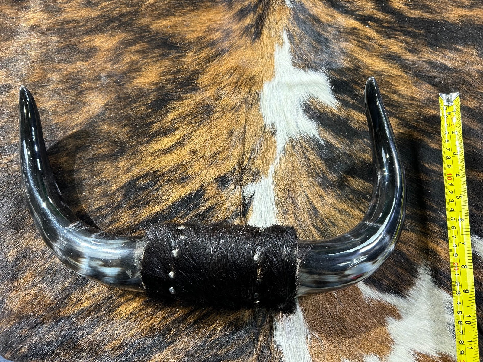 1 Steer Horns Mount 16 inches Wide Polished Cow Horns Longhorn Mounted Taxidermy