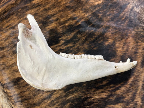 Donkey Lower Jaw - Real Donkey Jaw - Approximate Size: About 18" long X 8" wide X 11" high