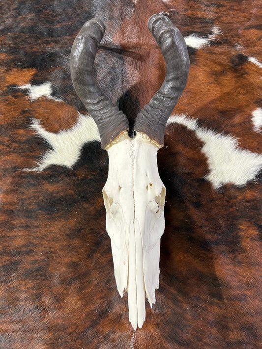 Huge Real Hartebeest Skull /Large Male Antelope Horns TAXIDERMY ANIMAL SKULL/ Red Hartebeest Skull