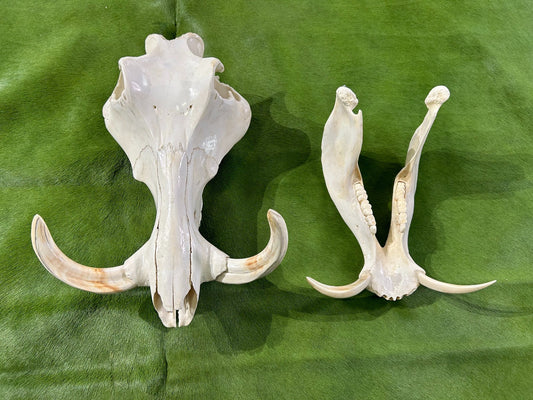 African Pig Skull - Real Wild Pig Polished Cranium - Approximate Size: About 14" long X 12" wide X 9" deep