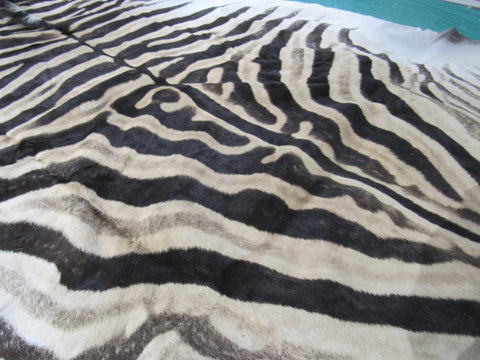 Real Zebra Skin Rug Size: 8' X 6' Burchell's Hide Zebra Rug 86