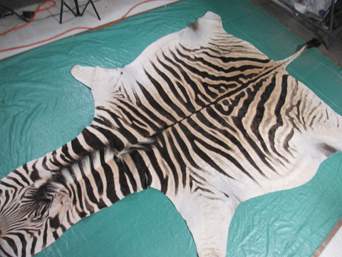 Real Zebra Skin Rug Size: 8' X 6' Burchell's Hide Zebra Rug 86