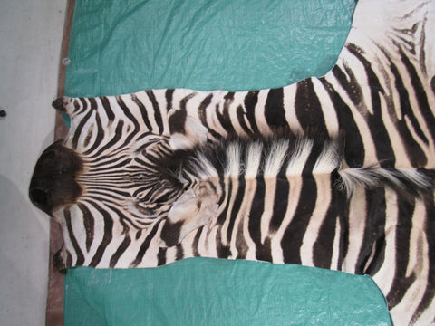 Real Zebra Skin Rug Size: 8' X 6' Burchell's Hide Zebra Rug 86