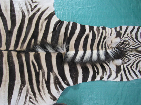 Real Zebra Skin Rug Size: 8' X 6' Burchell's Hide Zebra Rug 86