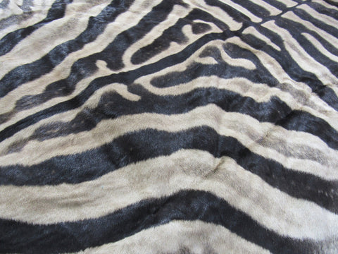 Real Zebra Skin Rug Size: 8' X 6' Burchell's Hide Zebra Rug 86