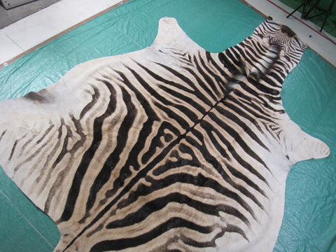 Real Zebra Skin Rug Size: 8' X 6' Burchell's Hide Zebra Rug 86