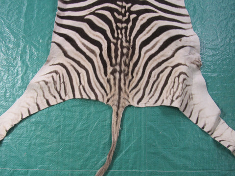 Real Baby Zebra Skin Rug Size: 42X33 inches Burchell's Hide Zebra Rug 87