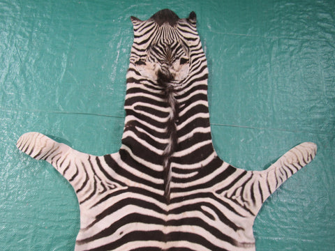 Real Baby Zebra Skin Rug Size: 42X33 inches Burchell's Hide Zebra Rug 87