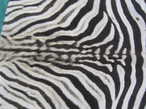 Real Baby Zebra Skin Rug Size: 42X33 inches Burchell's Hide Zebra Rug 87