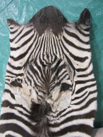 Real Baby Zebra Skin Rug Size: 42X33 inches Burchell's Hide Zebra Rug 87